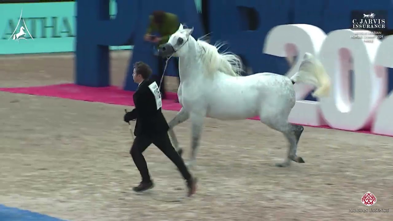 World Arabian Horse Champ  2024 Paris   Class SMC