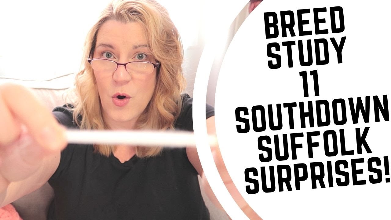 Breed Study 11-Southdown & Suffolk Spinning Wool Into Yarn