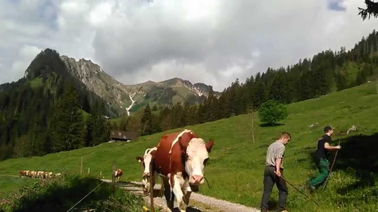 Alpaufzug untere Walalp