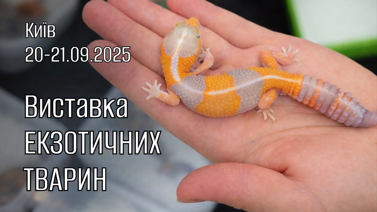 Виставка-продаж екзотичних тварин (20-21.09.2025 Київ) + огляд покупок 