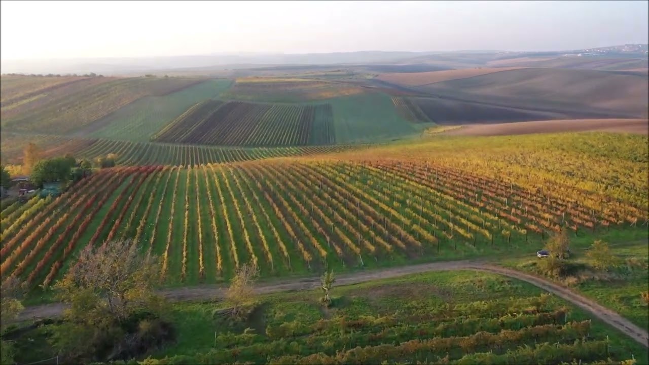 Mušov#Velké Bílovice#podzim 2022❤️❤️🍷🍁🍂❤️