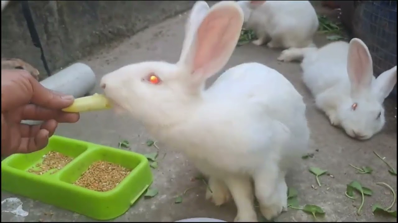 The Cutest Bunny Feeding Time Ever 🐰🥬