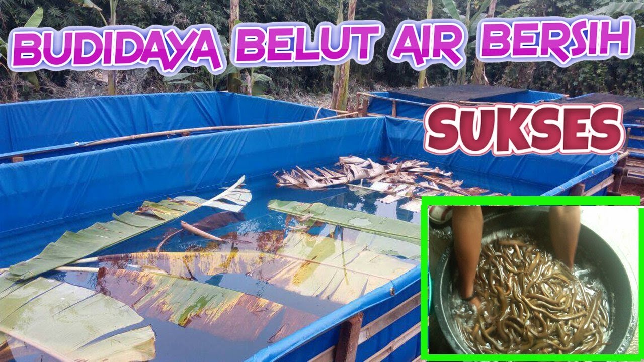Cara Budidaya Belut Air Bersih Tanpa Lumpur Di Kolam Terpal