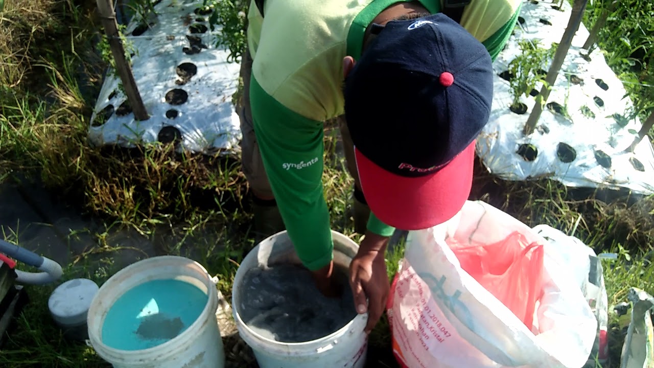 kocoran tanaman cabai kerdil jadi subur berbuah lebat
