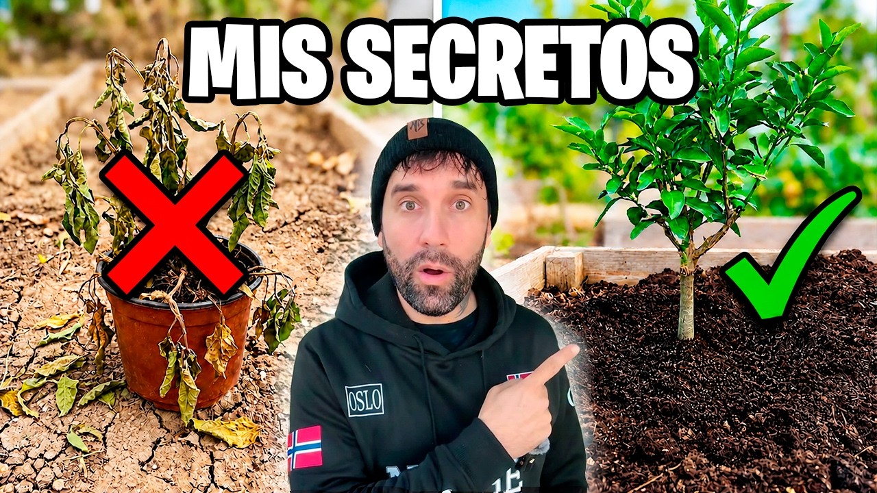 ¡7 Secretos para Un Trasplante SIN Estrés! ✅ Consigue PLANTAS con Raíces GIGANTES