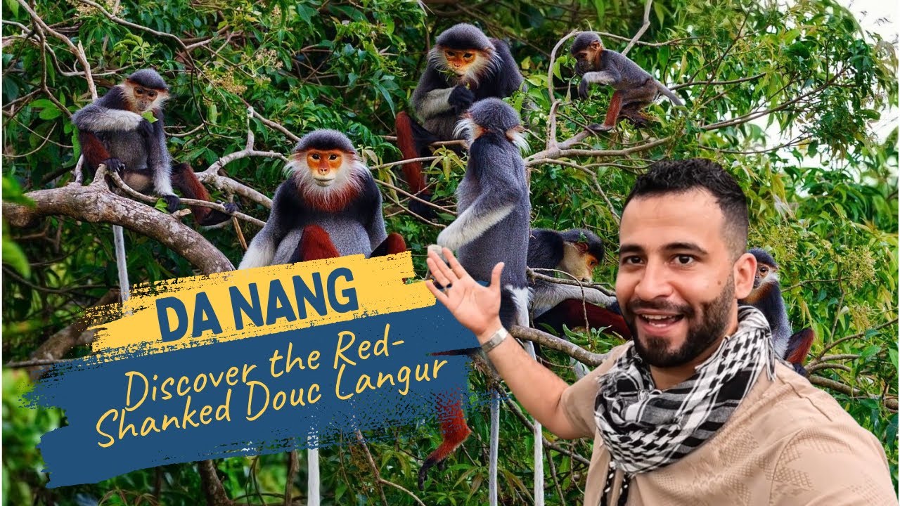 Da Nang – Discover the Red-Shanked Douc Langur