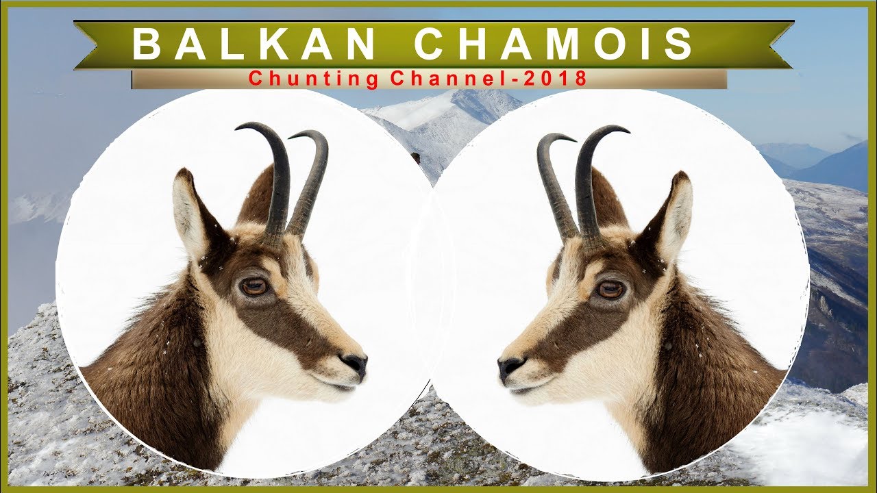 Divi Kozi na Sar Planina/Balkan Chamois