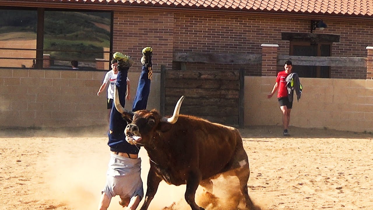 CAPEA CON UNA VACA EN LA FINCA CAMPOS TAURINOS 2024