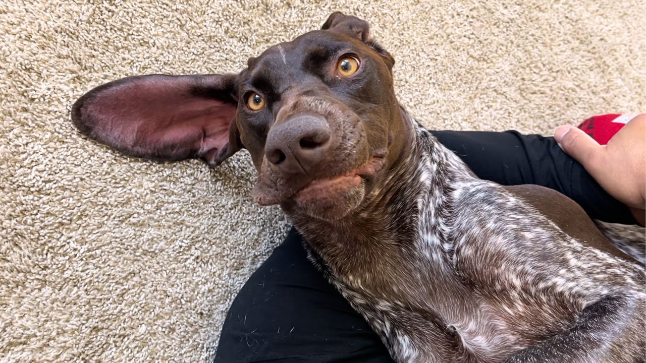 Big Mistake Trying To Sleep Next To My Dog | German Shorthaired Pointer