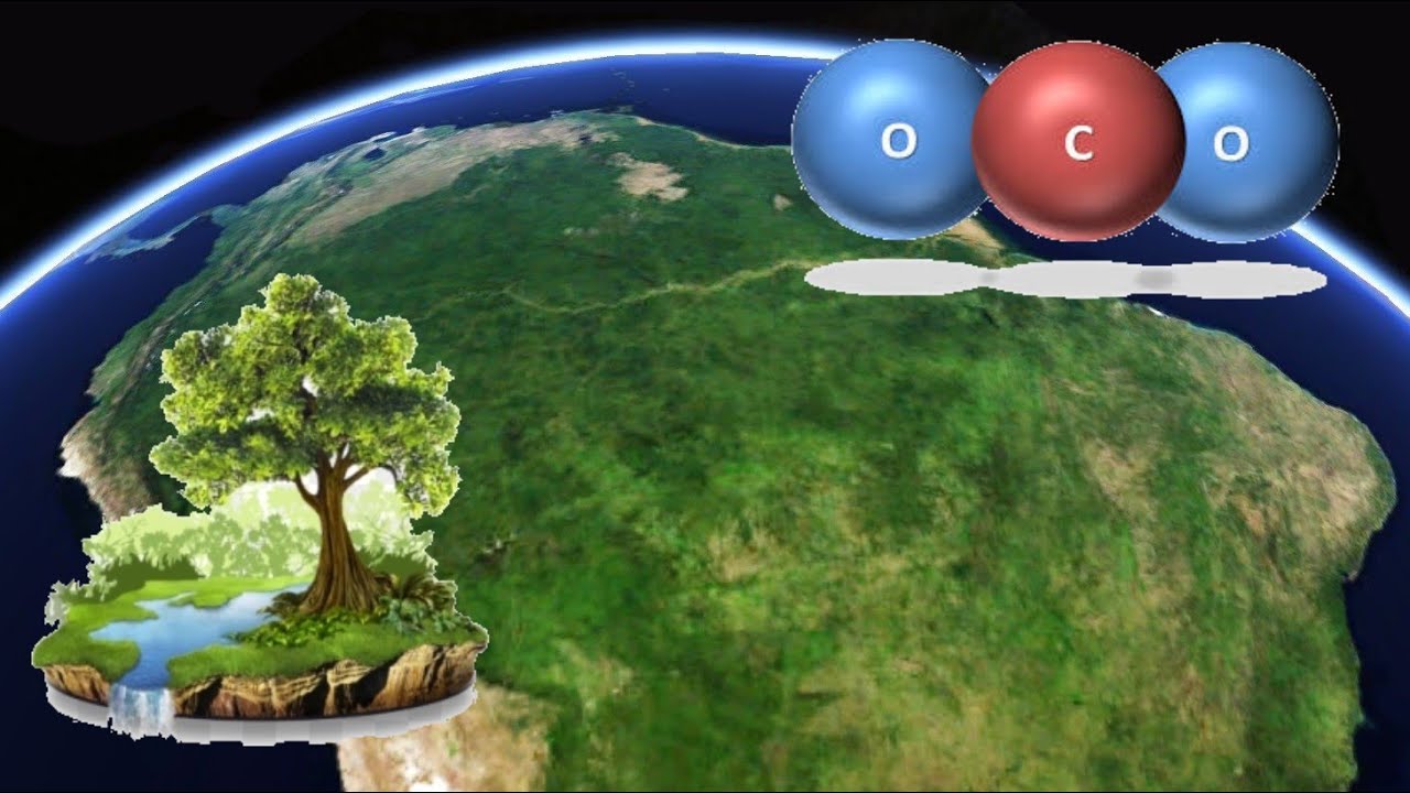 De betekenis van Amazonia, het Amazoneregenwoud