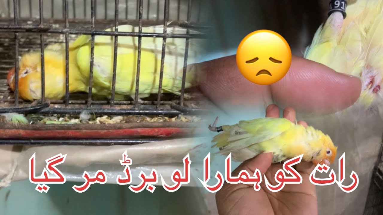raat ko Hamara Ek Aur Love bird Mar Gaya