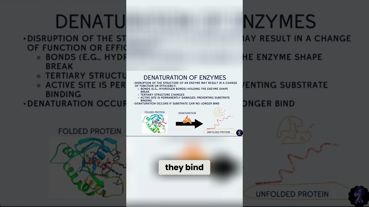 How Denaturing Completely Changes Enzyme Activity!