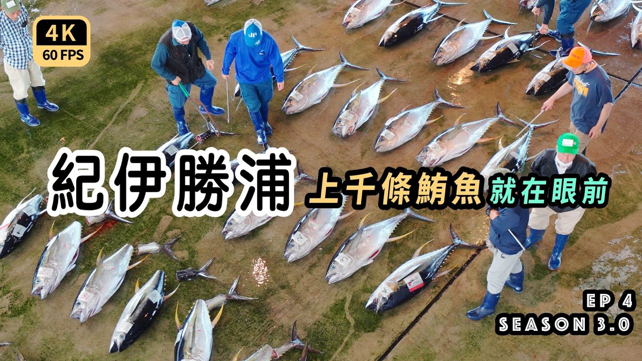 Mal｜〖出走深度關西EP4〗上千條鮪魚就在眼前！參觀最大鮪魚捕獲量的漁港拍賣會！鄉下的民宿介紹 價位便宜設施齊全深度首選 4K60p Travel