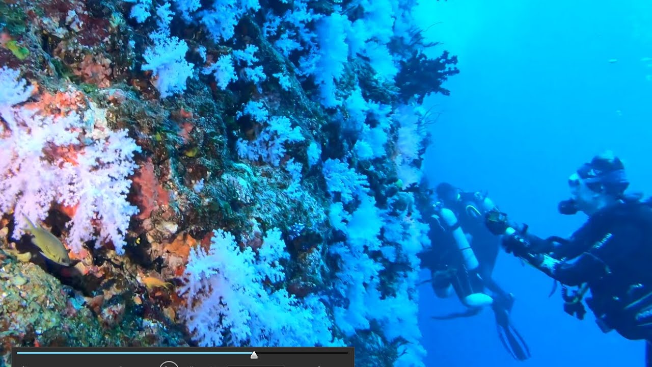 Rainbow Reef - Great white wall dive off Taveuni island in Fiji Nov 2022