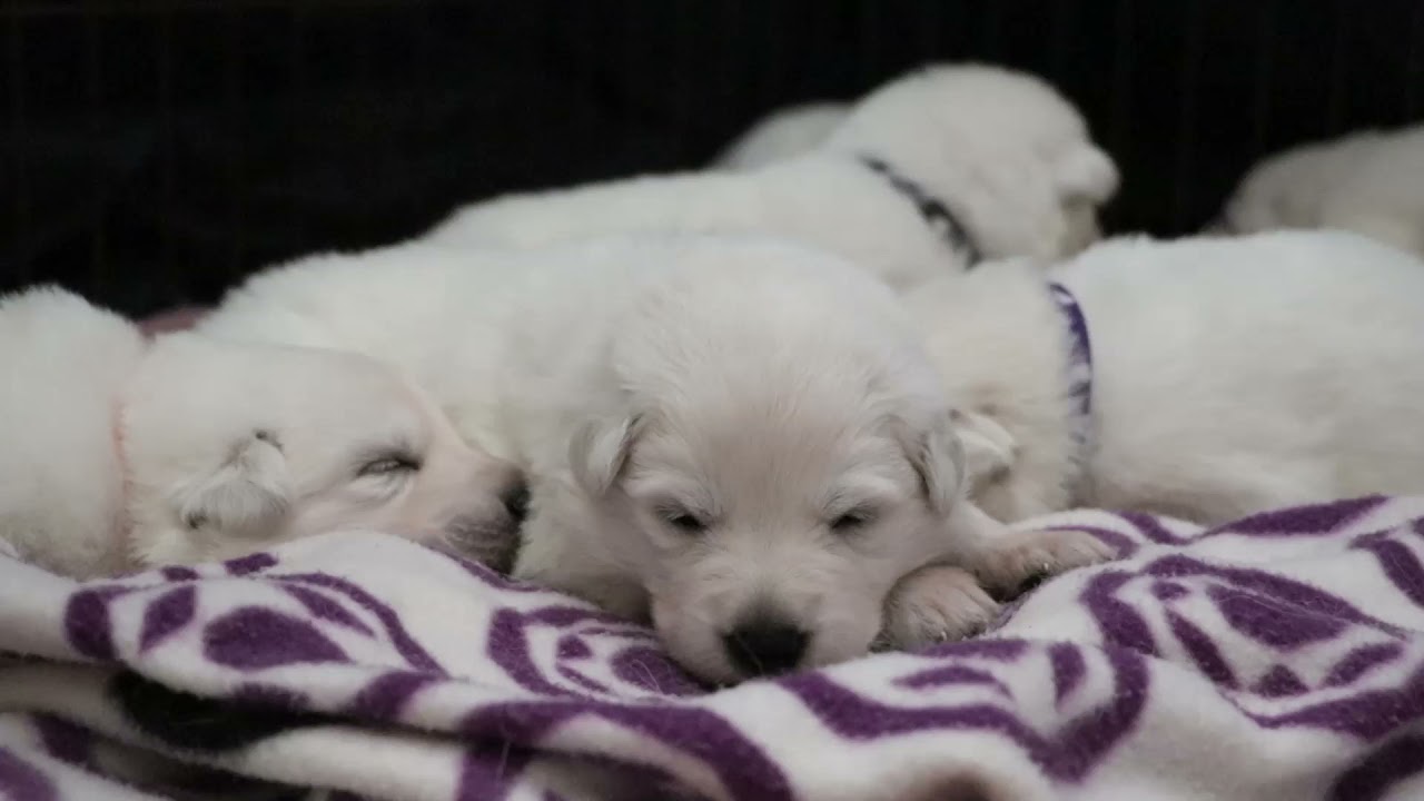 Valentina / Levi 2021 puppies 18 days old 2