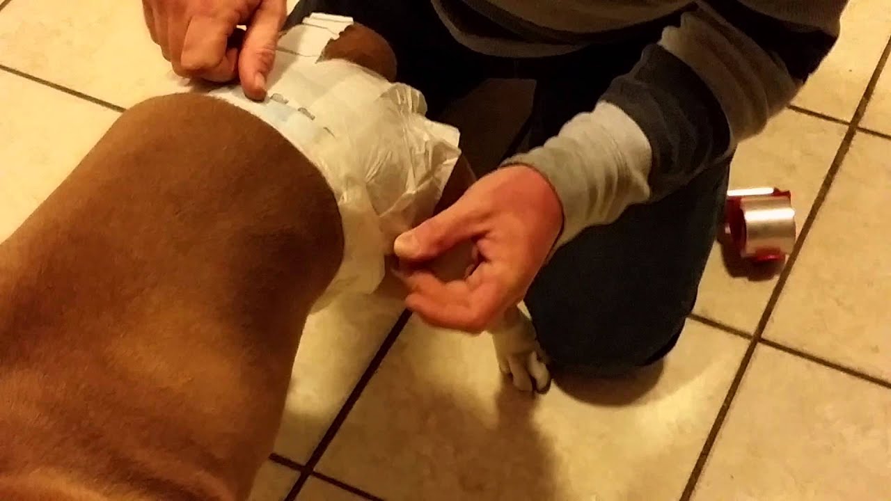 Simple Solutions Dog Diapers