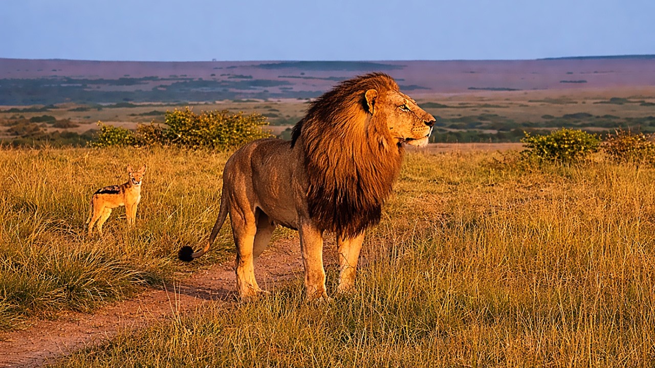 Legend Oloimina Black Rock Male Lion on Patrol with a Jackal | Masaimara | 12 April 2026