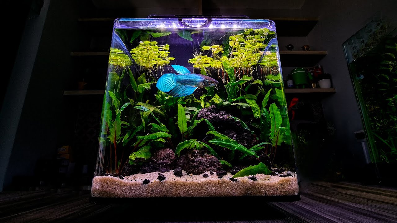 Un acuario BÁSICO para PEZ BETTA | Fácil y 100% Natural