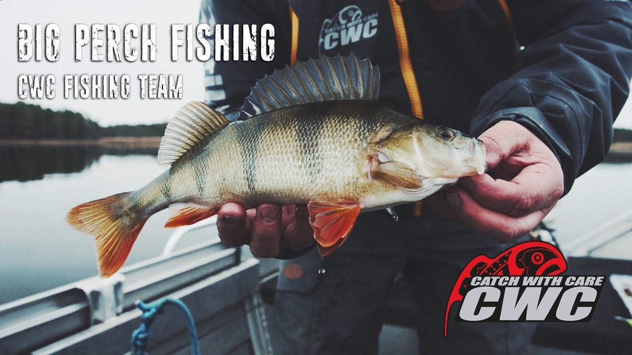 Big Perch Fishing - CWC Fishing Team