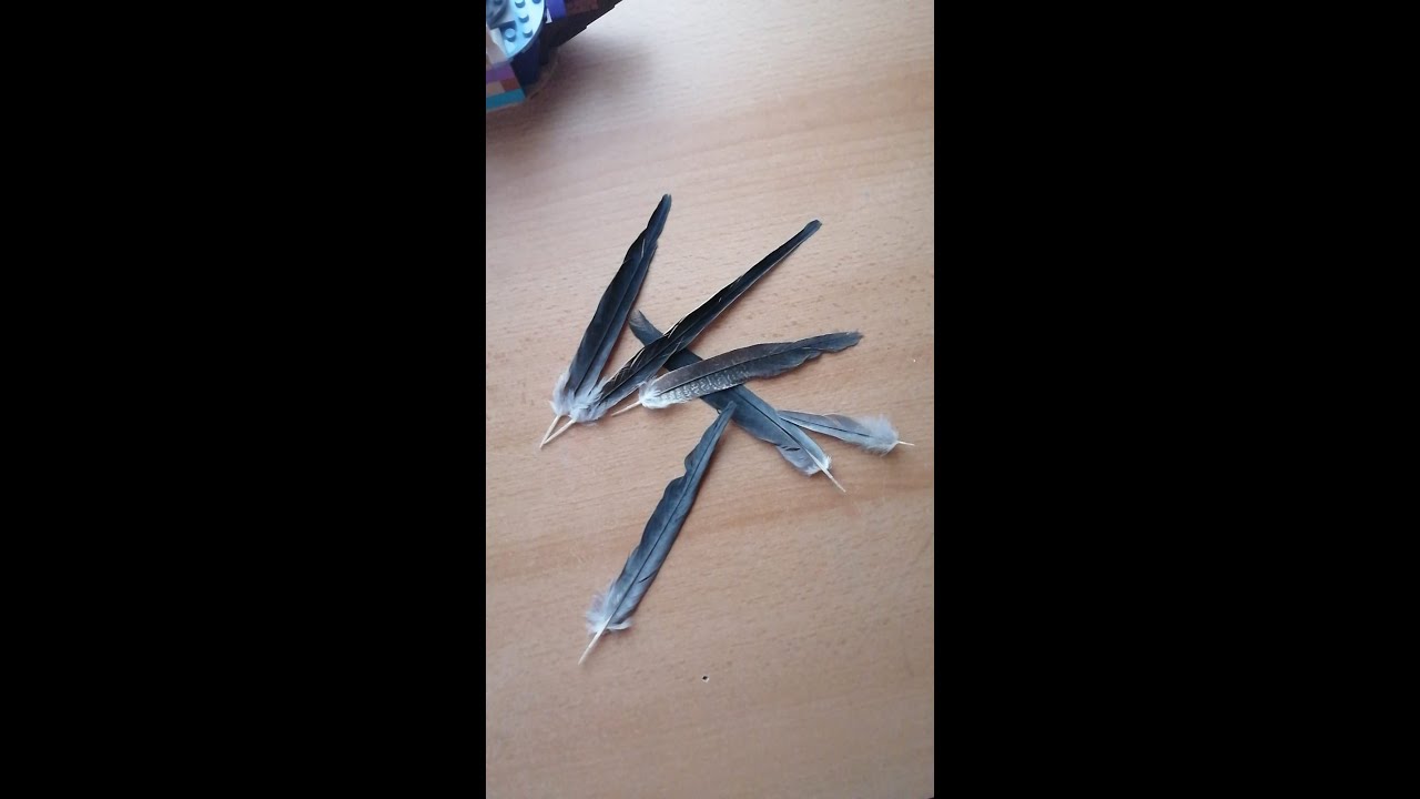 #185 MY BIRDS TAIL FEATHERS FELL OUT WHAT HAPPENED?