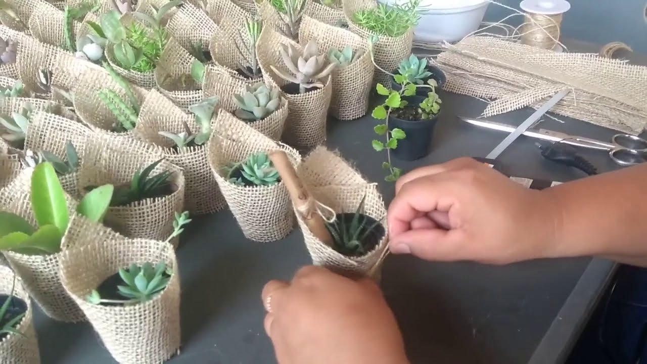 Preparando suculentas para lembrancinhas de casamento | LENE VIDEOS