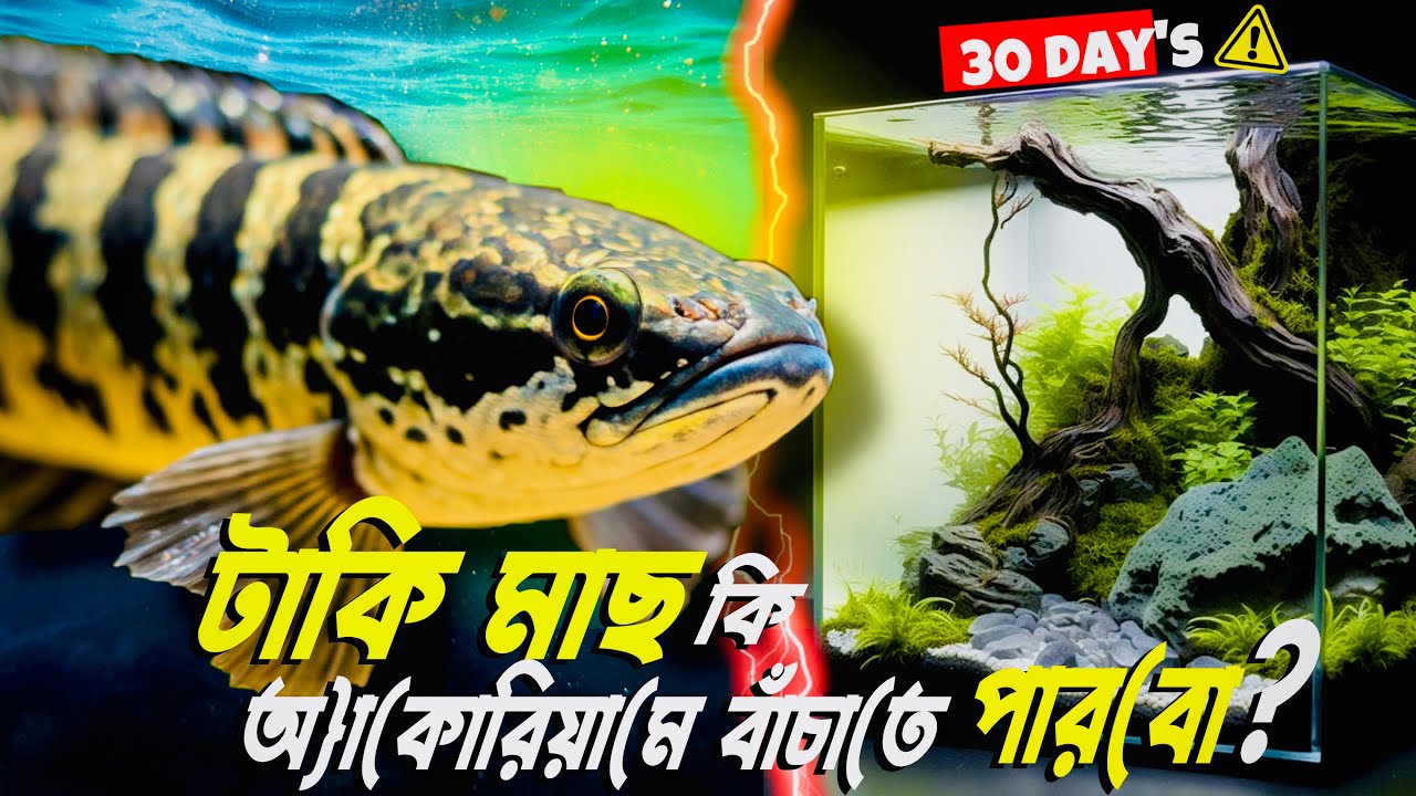টাকি মাছ কী ৩০ দিন অ্যাকুয়ারিয়ামে বাঁচাতে পারবো আমি❓|| Inside Aquarium