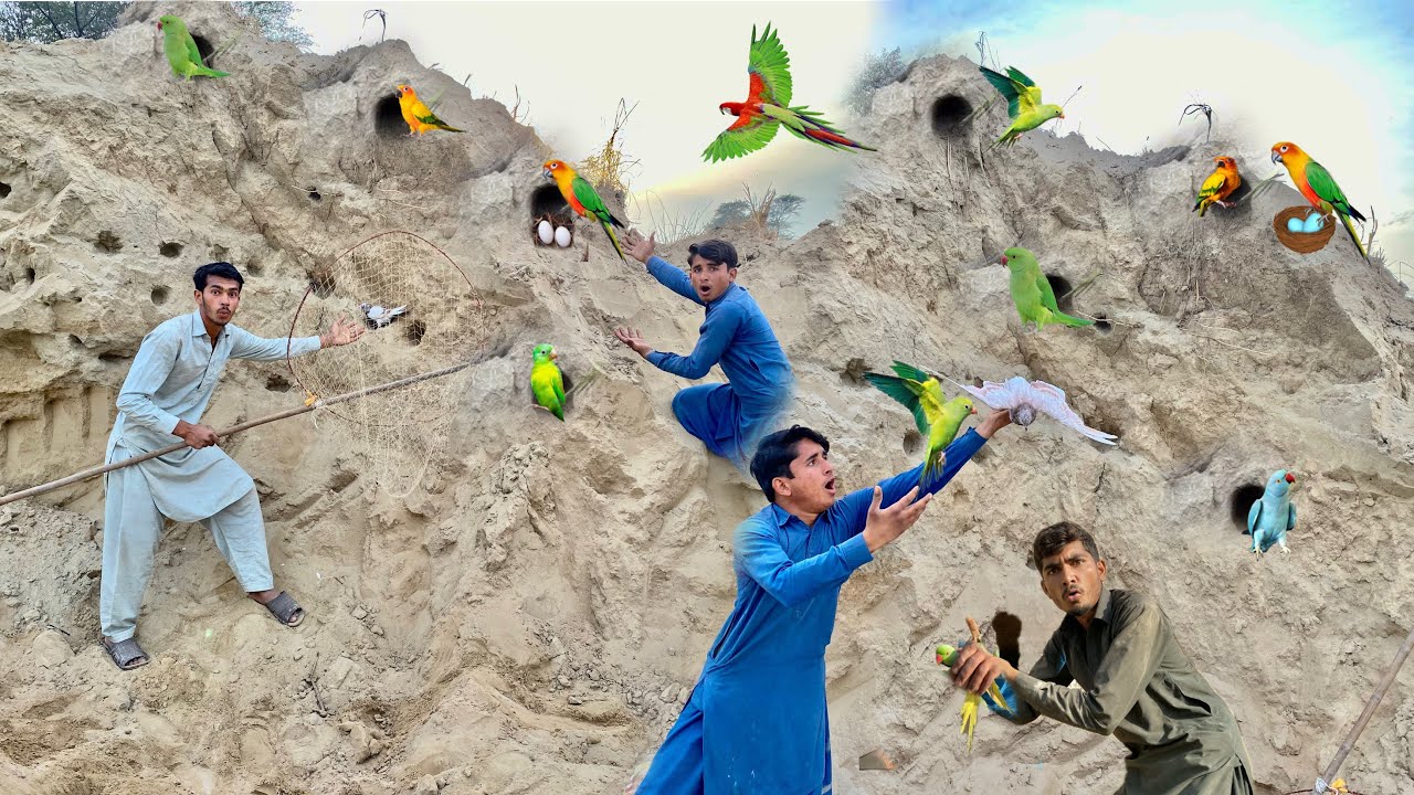 Hum Nay Desert 🏜️ Boht Sary Green Parrots🦜 Pakar Liya 😱 