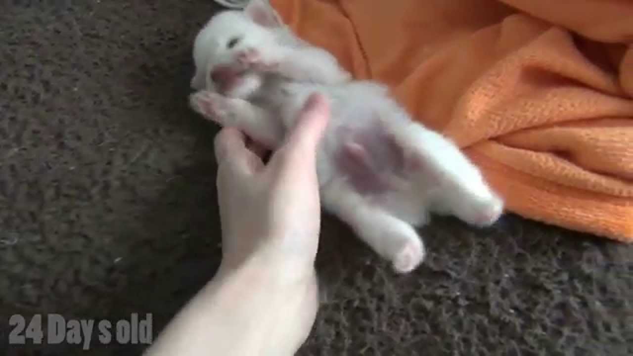 Newborn Pomeranian Chihuahua mixed Puppy 24-27 days old - Watching a Puppy Grow
