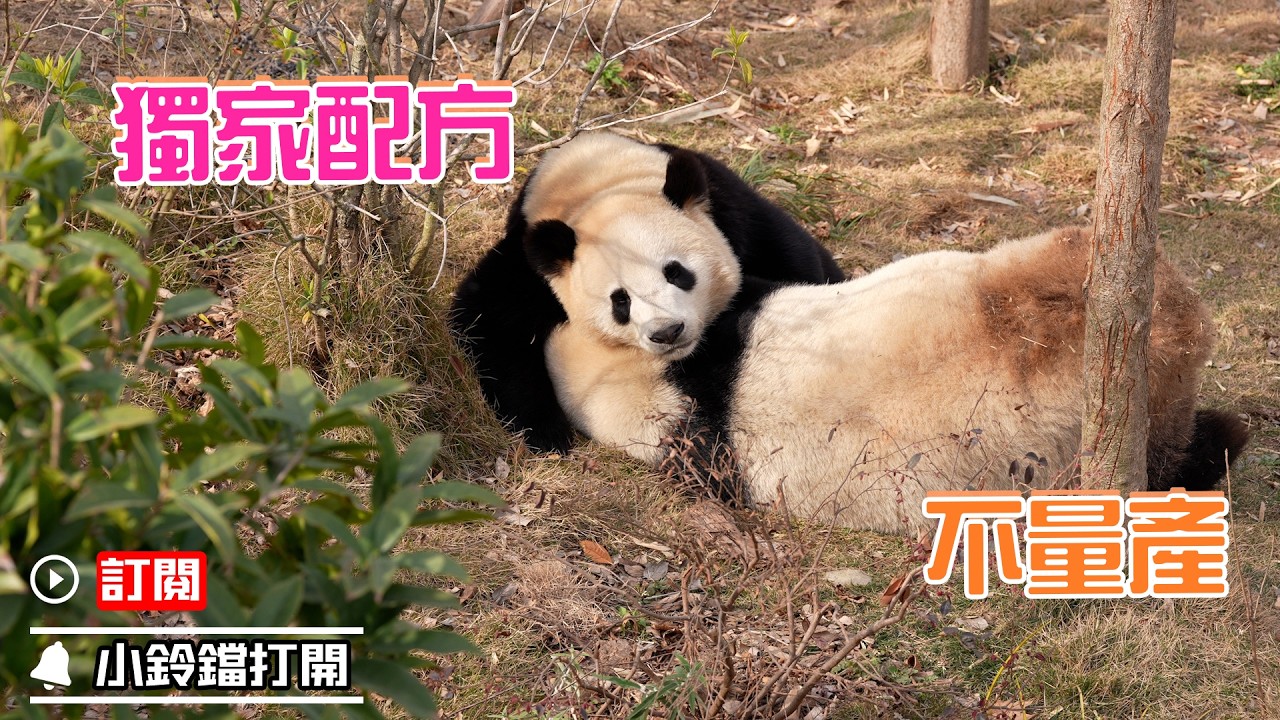 《熊貓早晚安》限量版“媽媽牌床墊”，一熊一個 | iPanda熊貓頻道