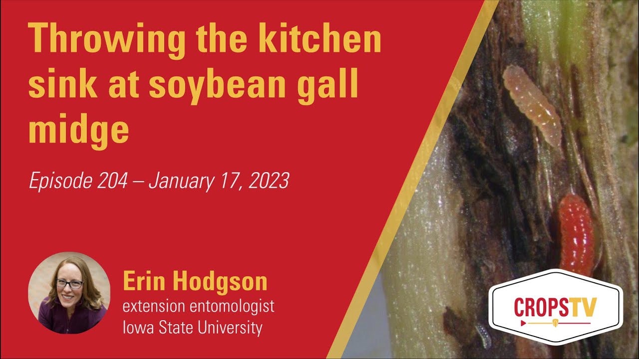 Throwing the kitchen sink at soybean gall midge