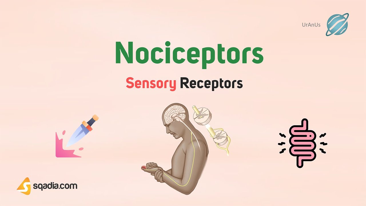 Сенсорные рецепторы | Ноцицепторы | Анатомия и физиология ЦНС и ПНС