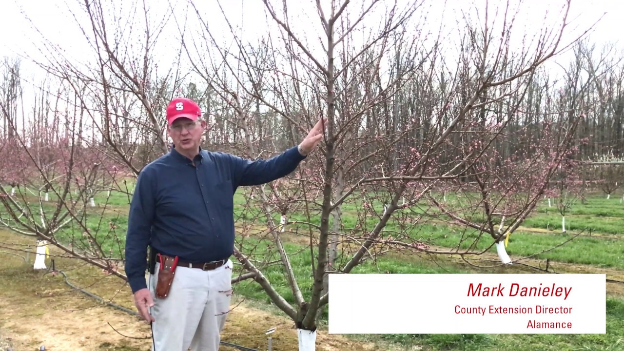 How to prune peach trees - dormant season