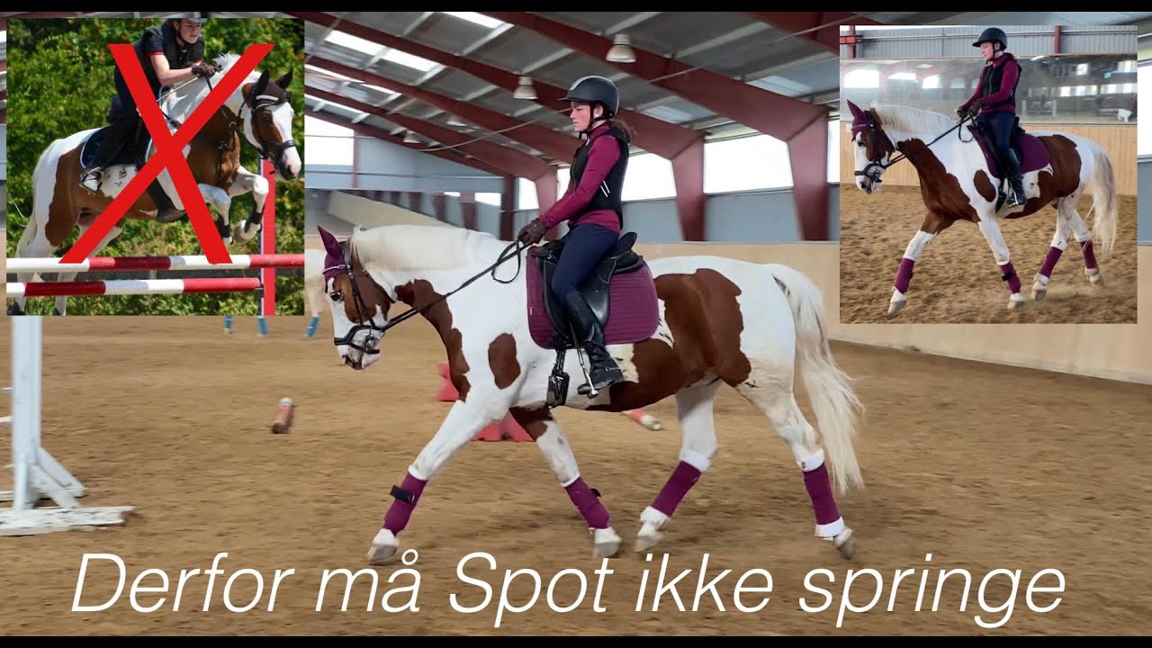 HVORFOR MÅ SPOT IKKE SPRINGE? FULD FORKLARING PÅ HANS SKADE, IDA SKAFTE BENDSEN