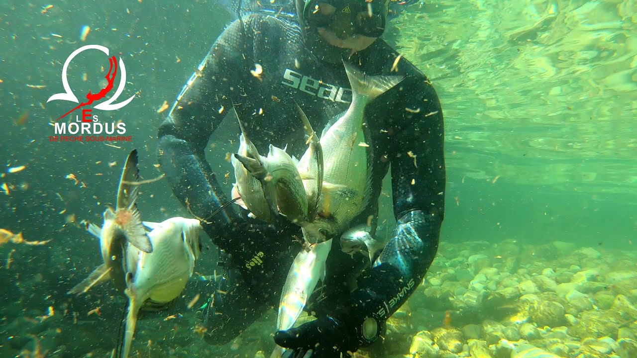 Chasse sous-marine des 9,14 et 15 octobre sur Cassis et St Cyr. PescaSub, Spearfishing. Espritchasse
