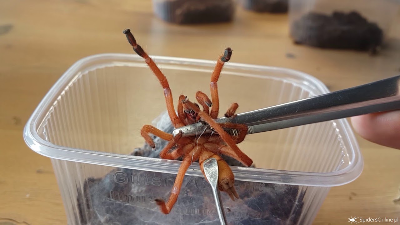 Płeć ptasznika, sprawdzanie z podwozia - praca na hodowli #2 - spidersonline.pl