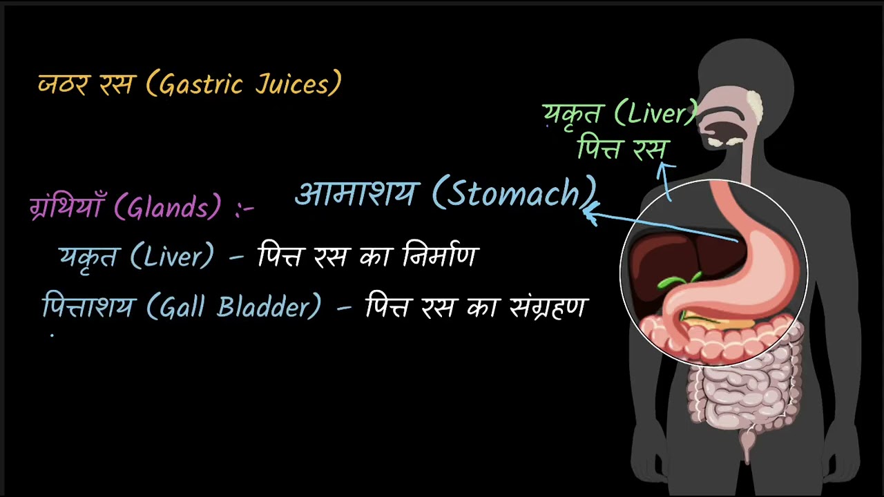 Human Digestive System [Hindi]| Nutrition in Animals | Grade 7 |Middle School Science | Khan Academy
