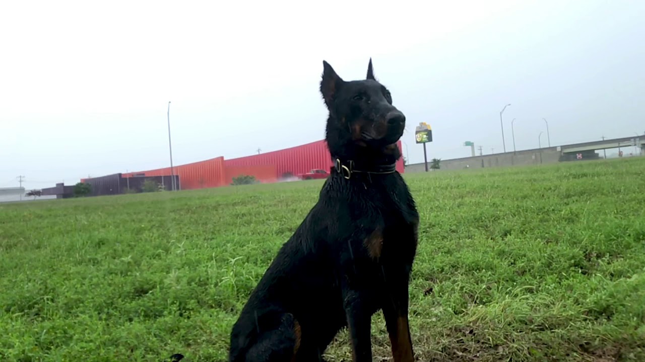 Beauceron IGP Training