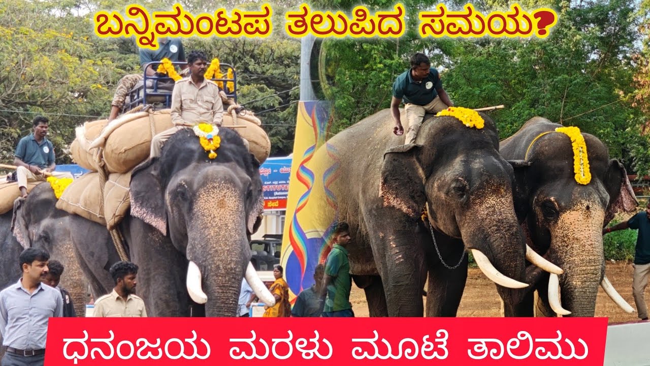 ಧನಂಜಯ ಸೂಪರ್ 🐘 WALKING👣 ಭಾನುವಾರ ಜನ ನೋಡಿ ಸುಸ್ತು