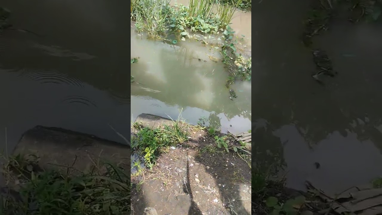 mancing ikan wader microfishing dengan umpan kroto auto full strike #microfishing #mancing