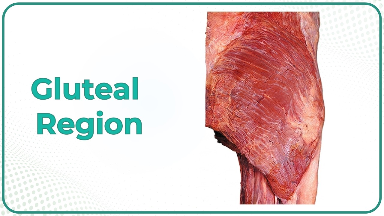 Gluteal region - Cadaveric Anatomy