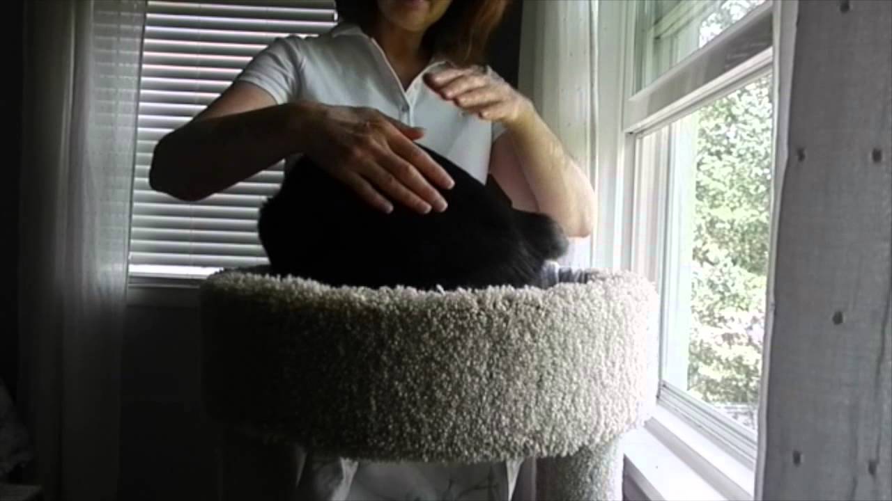 Reiki for Cats: Lucy loves it!