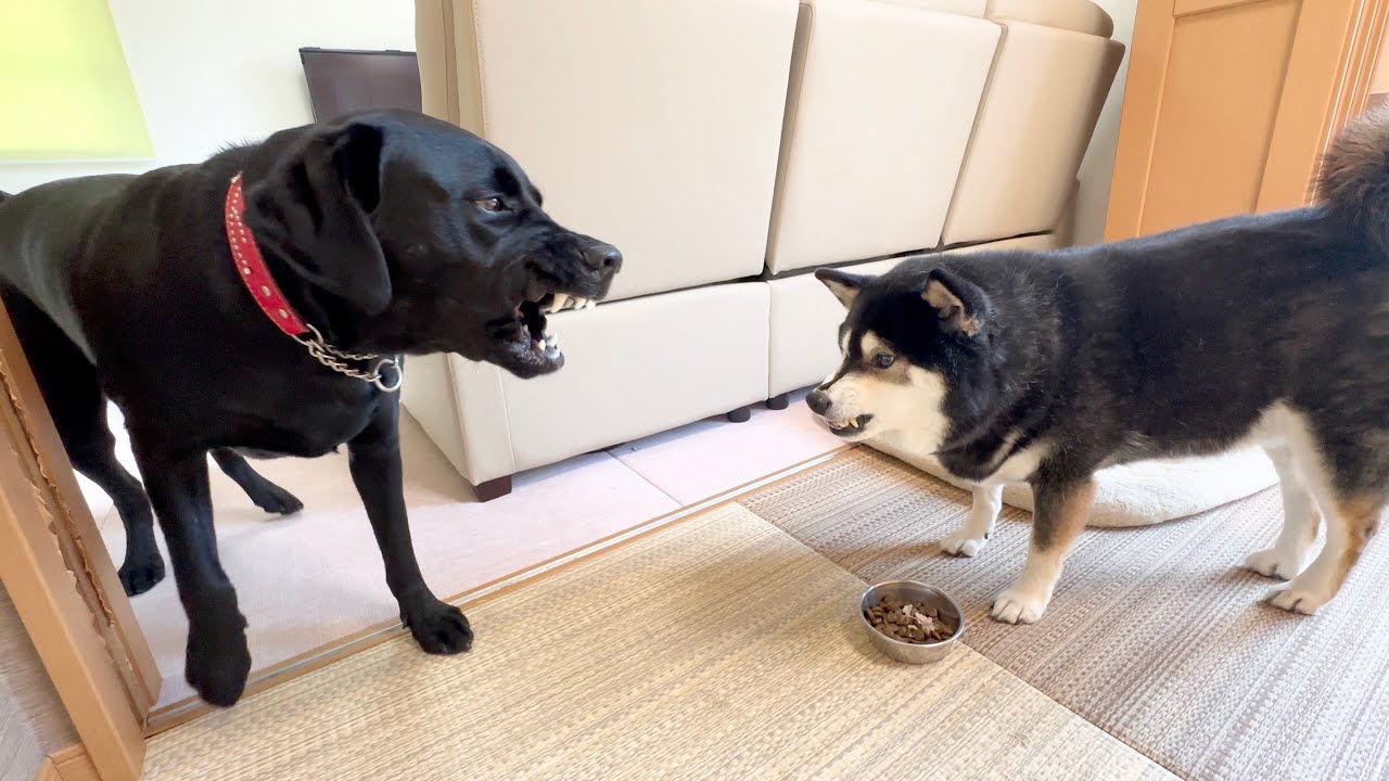 一触即発？！大型犬にご飯を狙われる柴犬