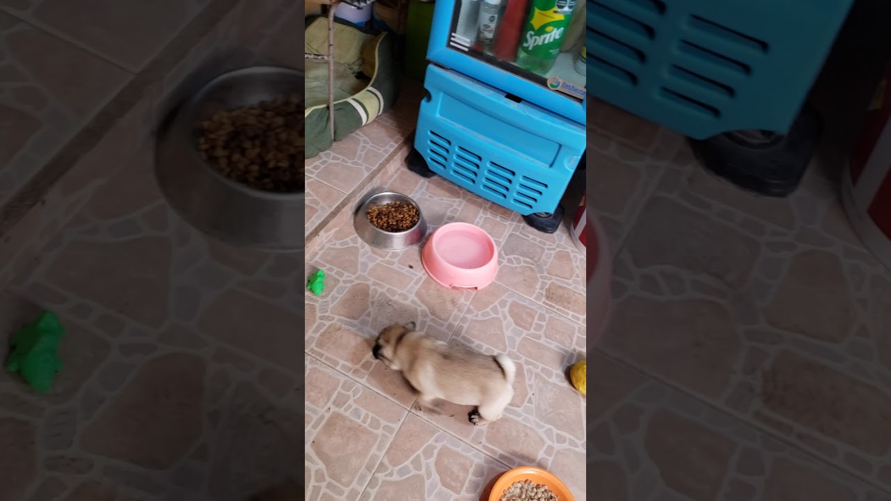 Pug de 2 meses ya saben hacer pipo afuera de la casa