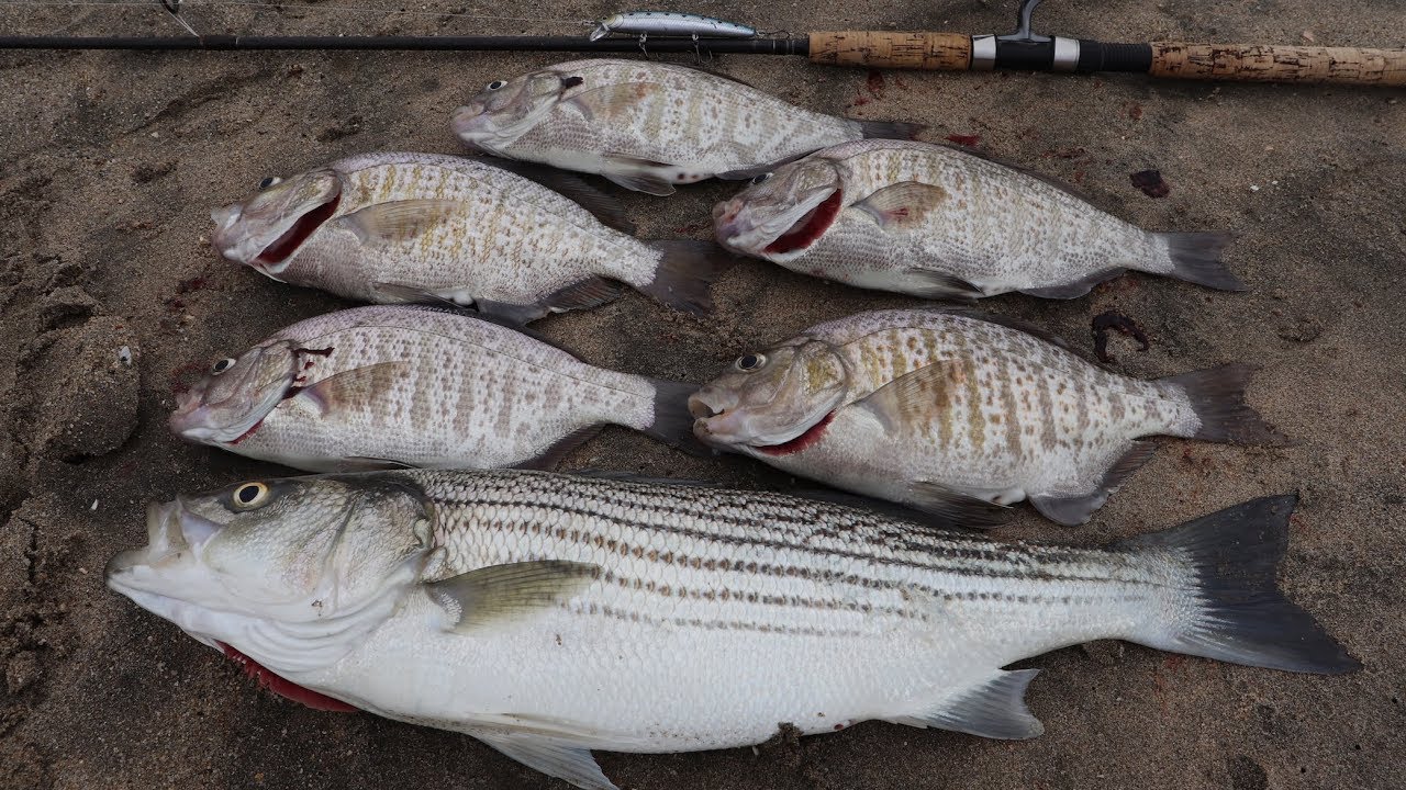 Simple Tip To Catch More Fish in the Surf