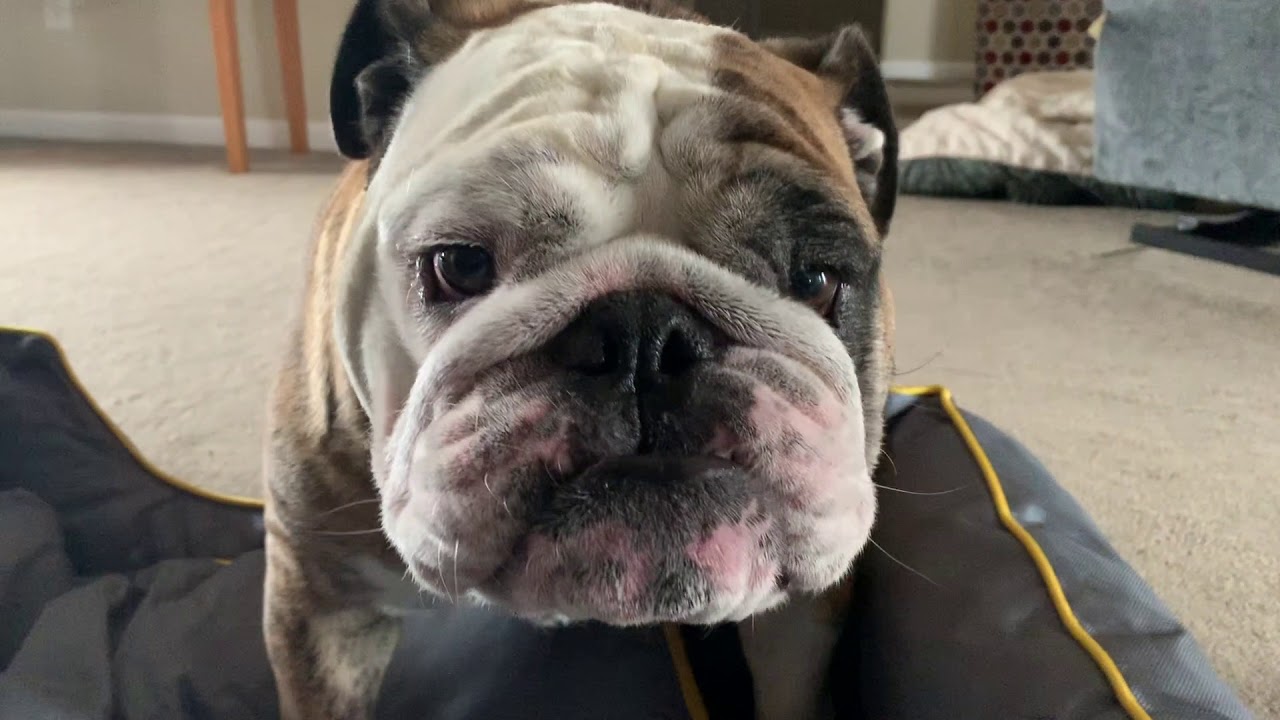 Reuben the Bulldog: Thank You / Roo's Obsession