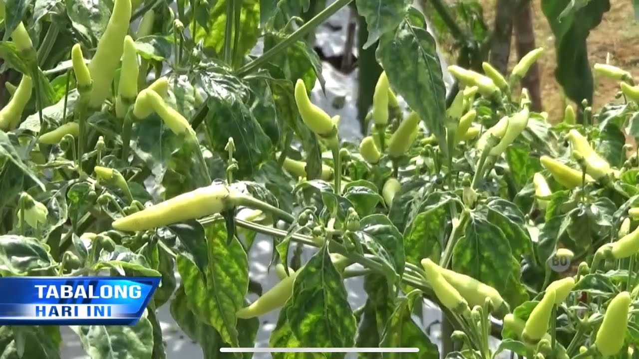Cabai Tiung Tanjung Dikembangkan Sejak Tahun 2015