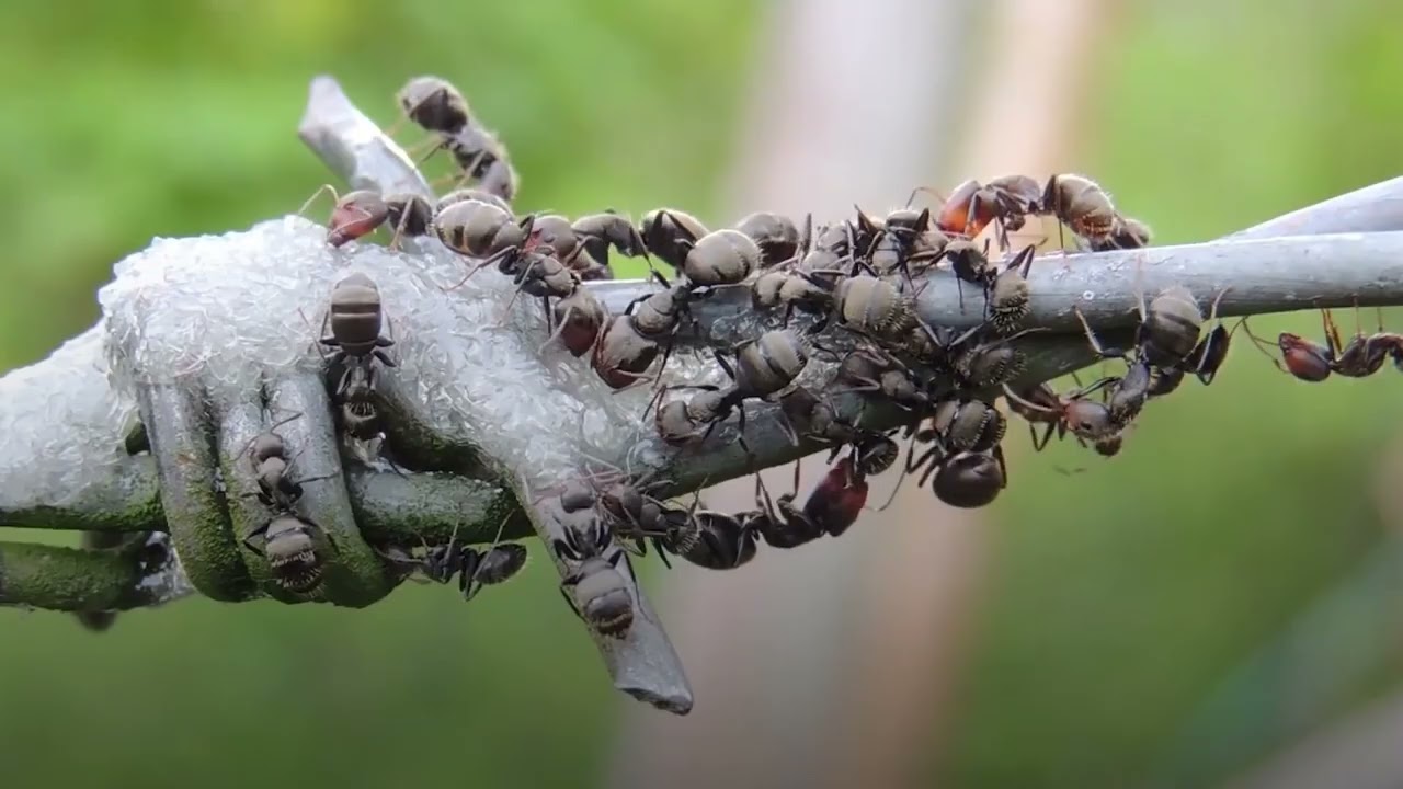 The Many Benefits of Insects