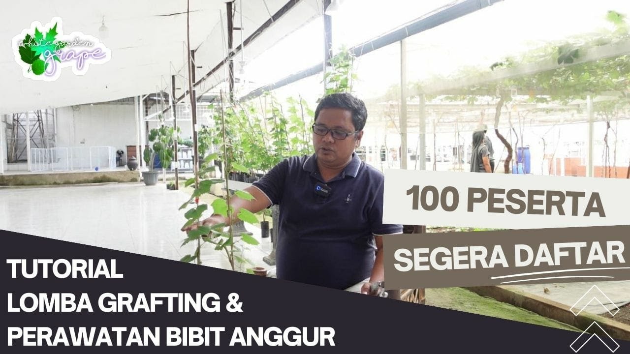 TUTORIAL LOMBA GRAFTING DAN PERAWATAN BIBIT ANGGUR