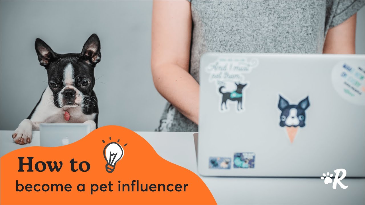 Pet Influencer Tips: How to Grow Your Dog's Instagram for Brand Partnerships | Rover