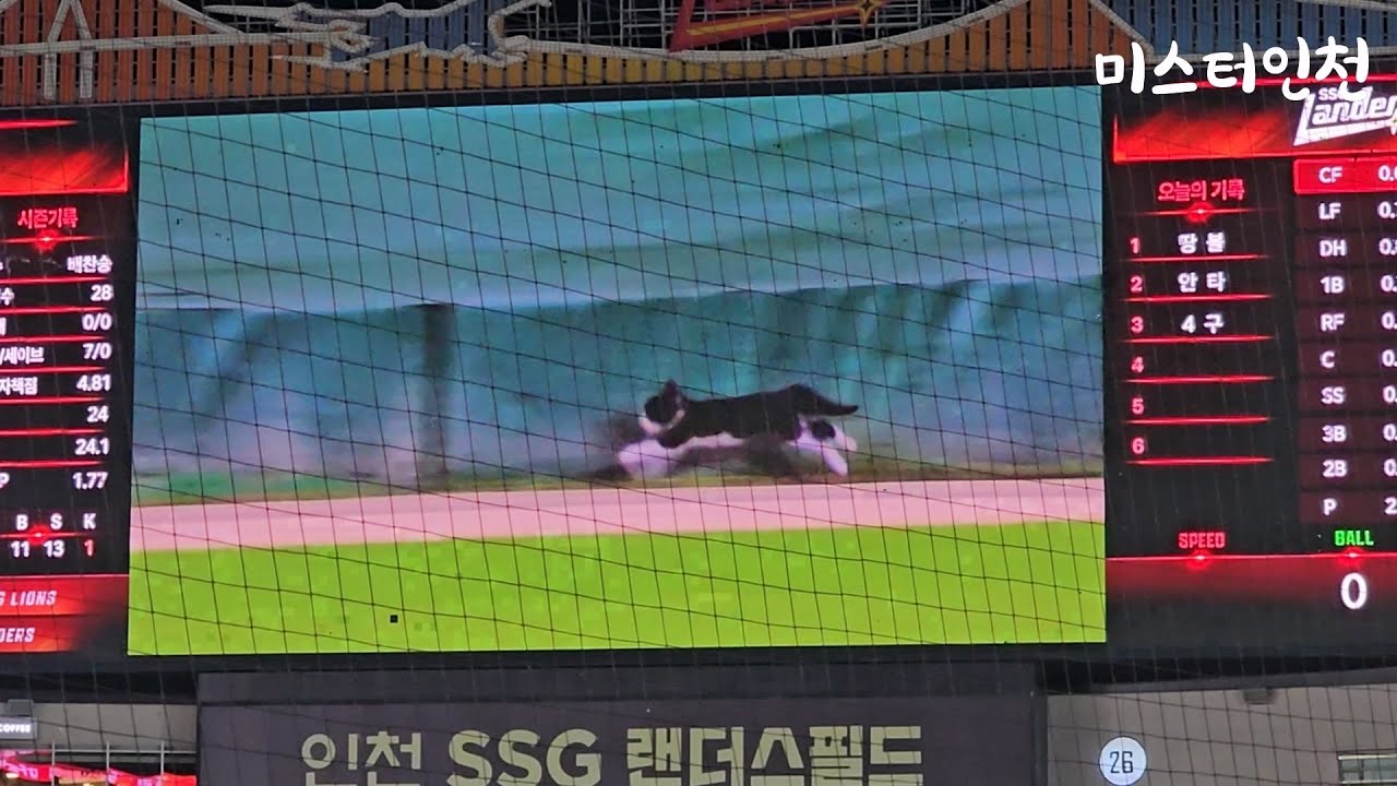 랜더스필드에 난입한 고양이 현장 반응 (인천SSG랜더스필드│250605)